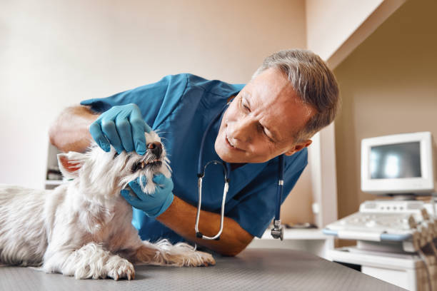 Best Emergency Treatment for Oral Infections in Vienna, WV